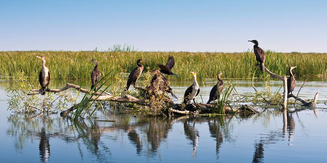 Cormorants in the Danube Delta